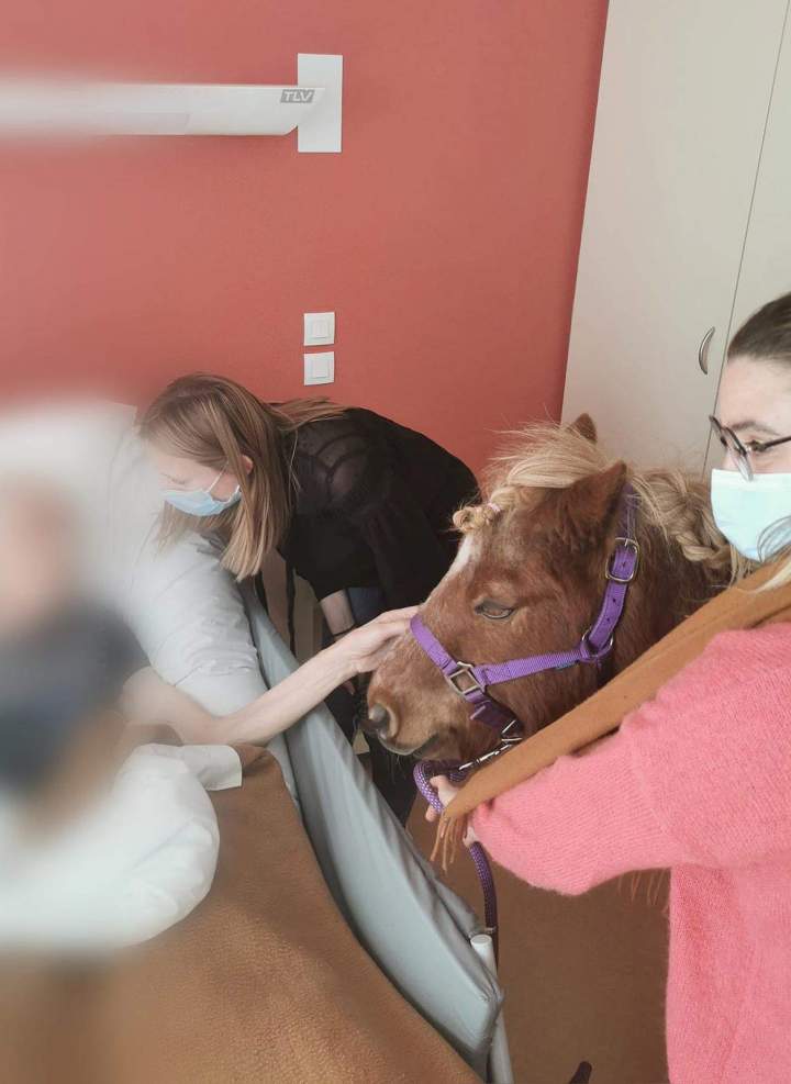 Équithérapie pour le bien-être des seniors  Les Hogues