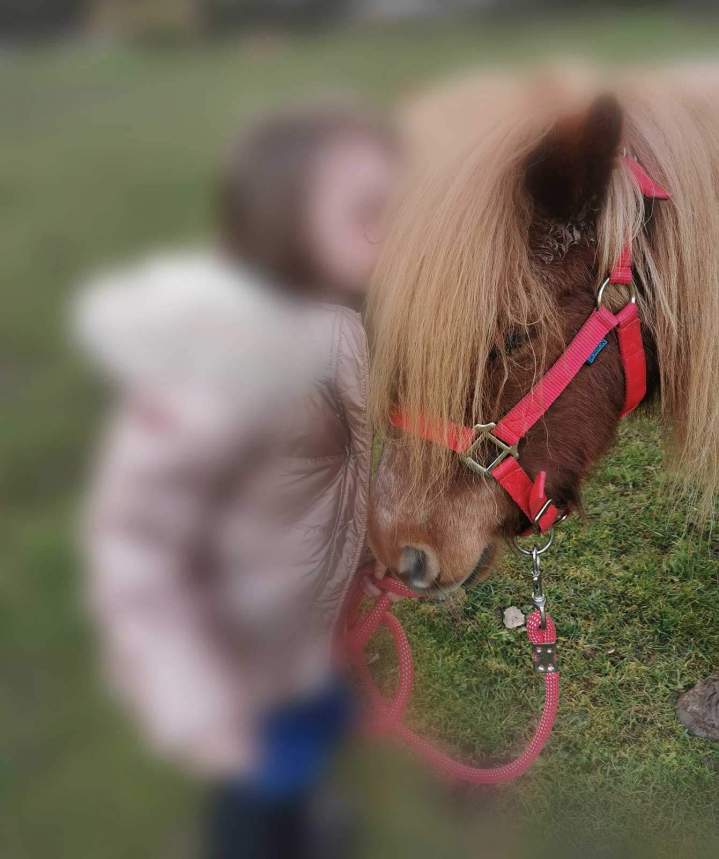 Traitement équithérapeutique pour enfants Les Hogues