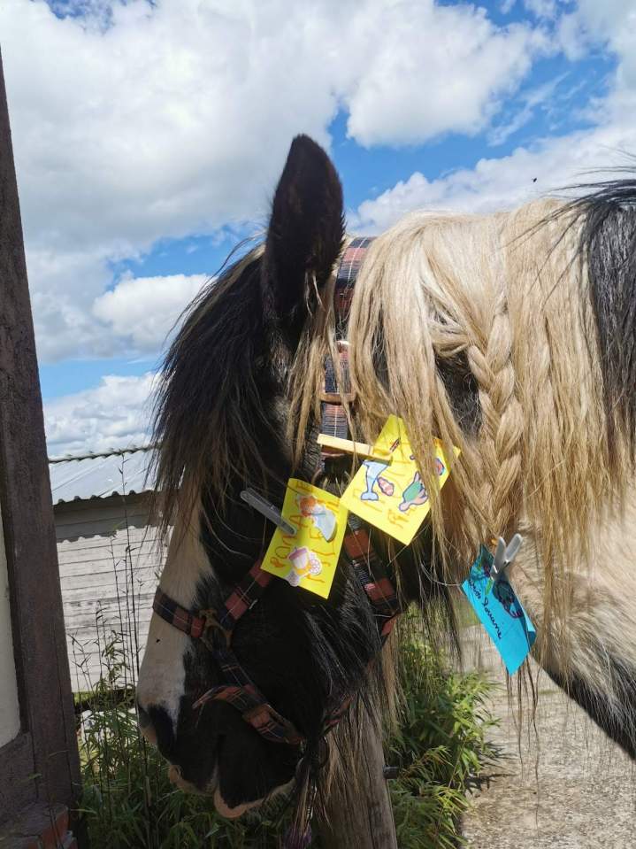 Soin psychique médiatisé par le cheval pour autistes Les Hogues