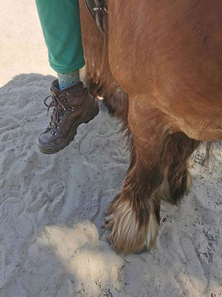 Équithérapie pour personnes atteintes de handicap Les Hogues